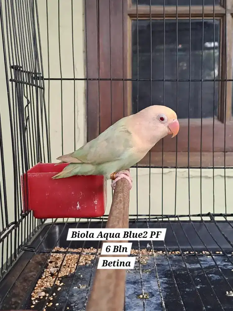 Lovebird Siapan Betina Biola Aqua Blue2 Pale Fallow (PF)