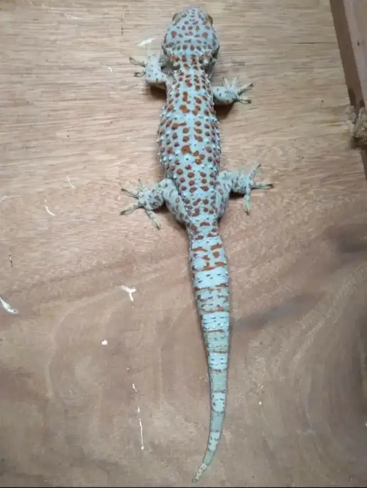 Jual Tokek Bagi Yang Paham