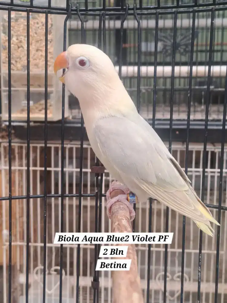 Lovebird Paud Biola Aqua Blue2 Violet Pale Fallow (PF)
