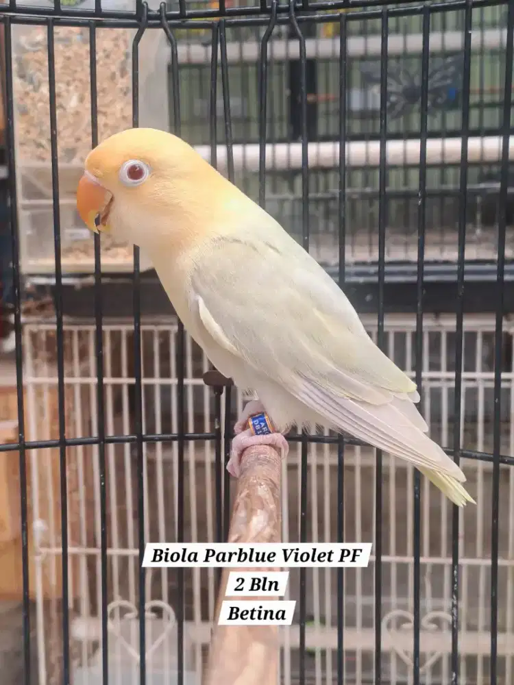 Lovebird Paud Biola Parblue Violet Pale Fallow (PF)