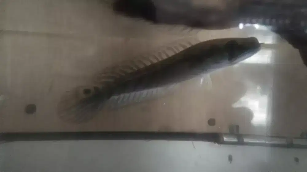 Butuh aquarium yang layak pakai