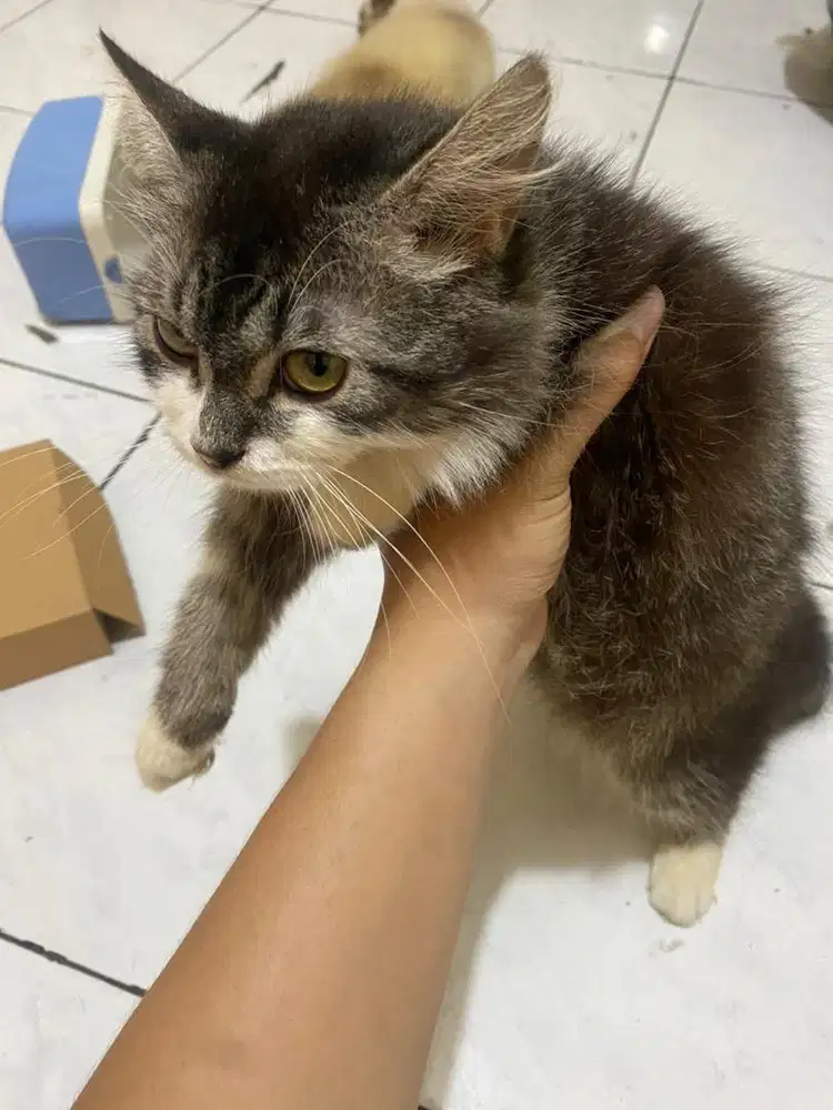 Kucing persia Jantan