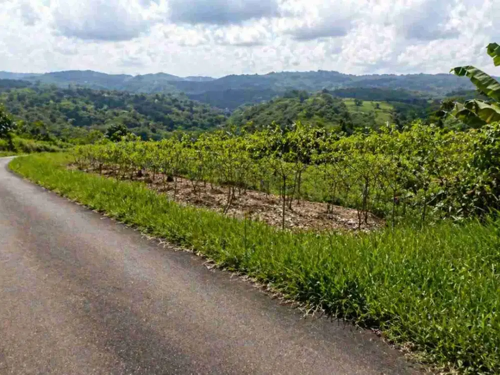 kebun murah 2Ha - 5Ha  50 rb/m2 Sumedang