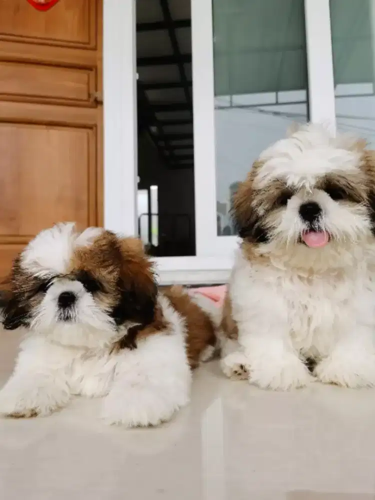 DIJUAL ANJING SHIHTZU
