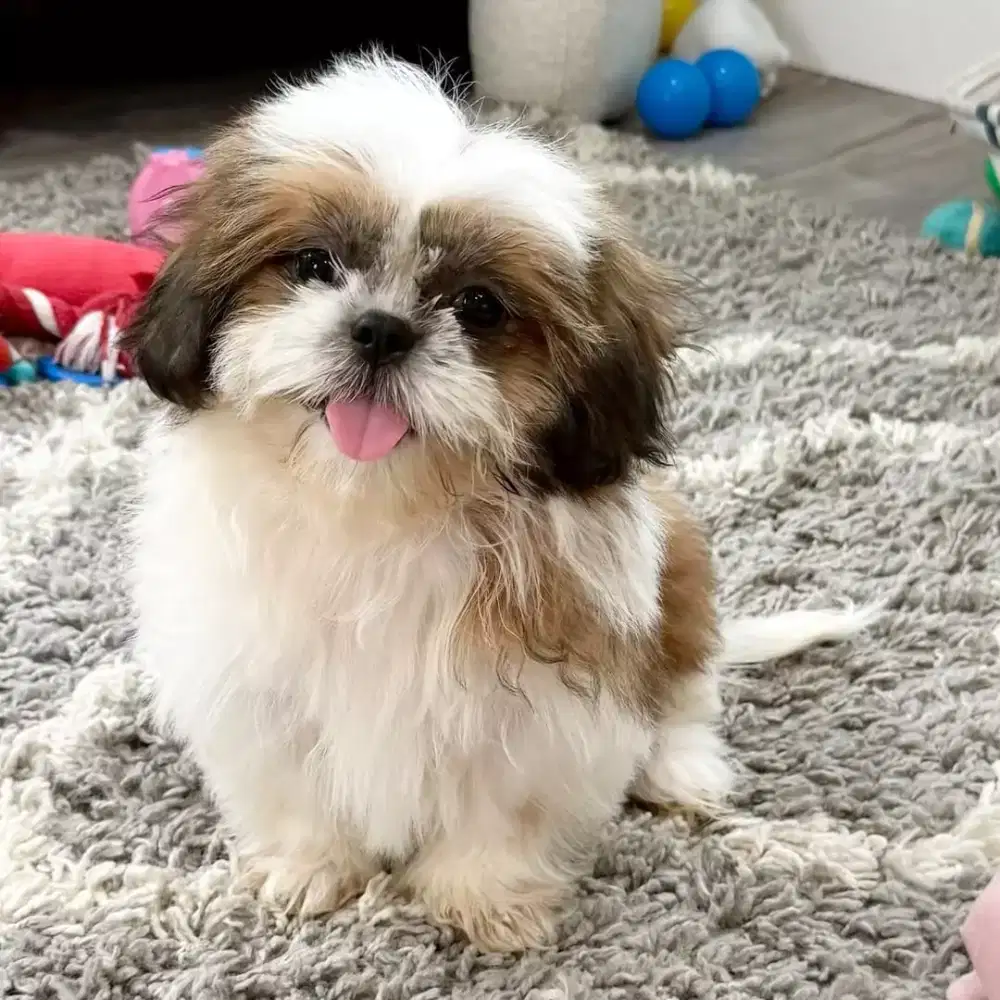 DIJUAL ANJING SHIHTZU