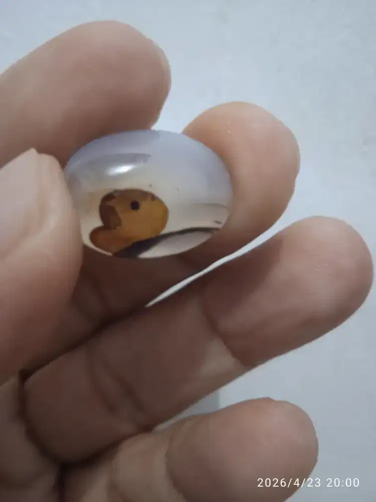 Akik gambar kura kura kolektor item