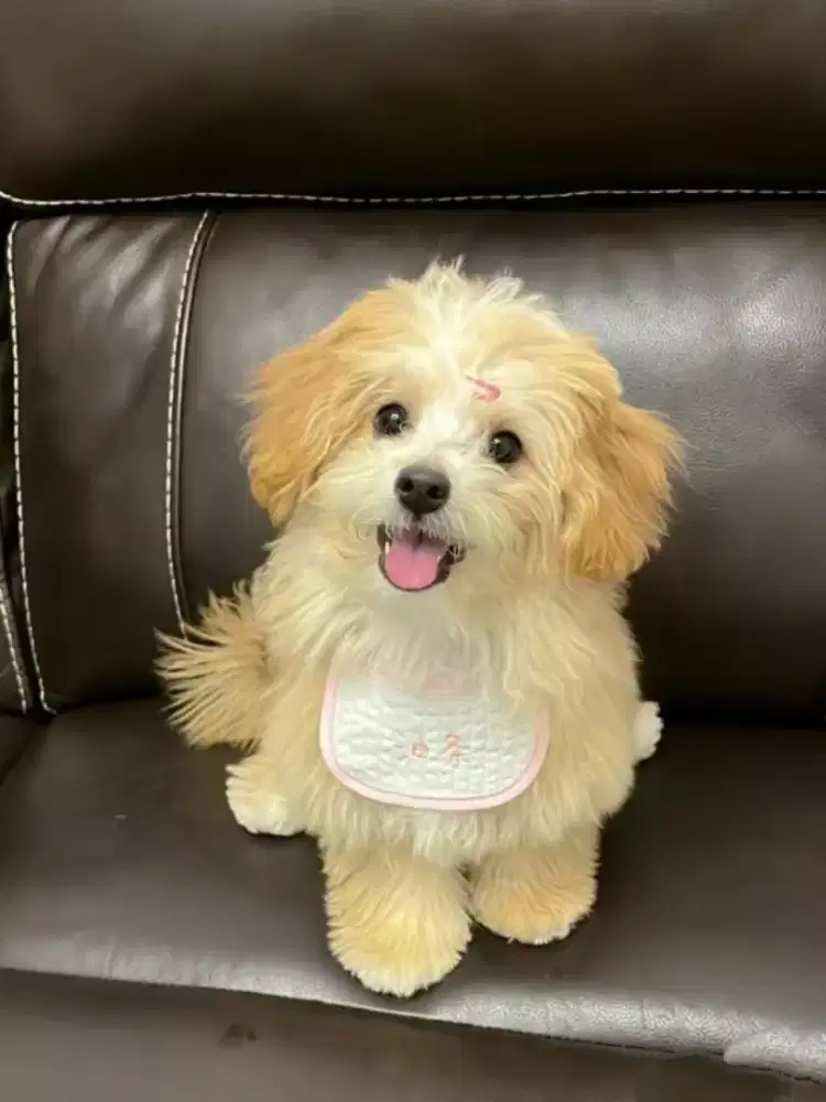 DIJUAL ANJING POODLE MIX MALTESE