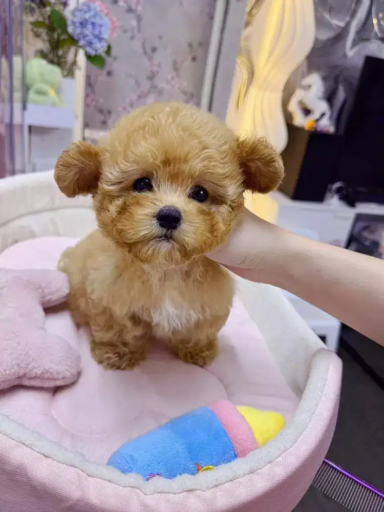 DIJUAL ANJING POODLE MIX POM