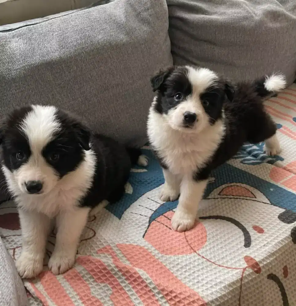 DIJUAL ANJING BORDER COLLIE