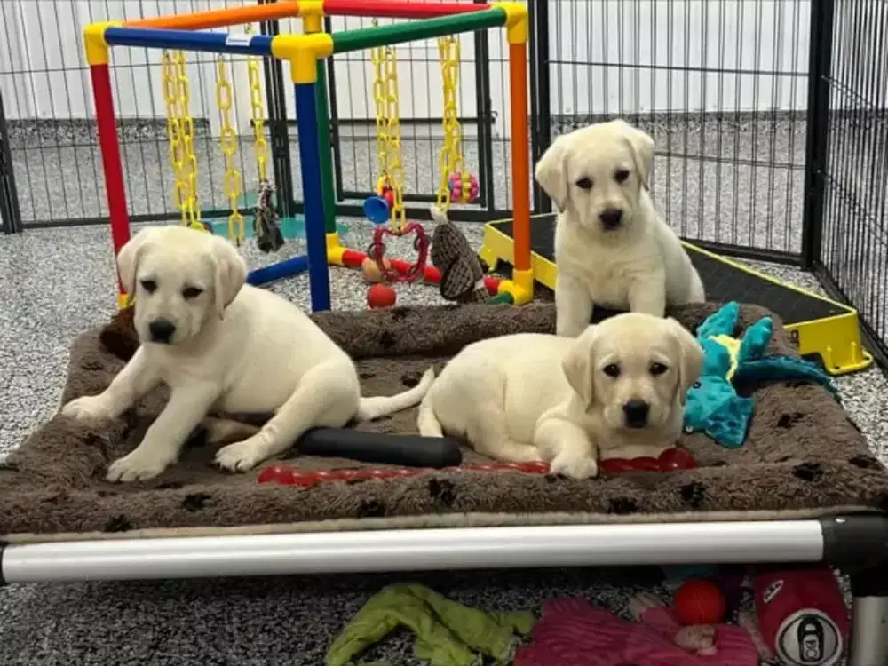 DIJUAL ANJING LABRADOR RETRIEVER