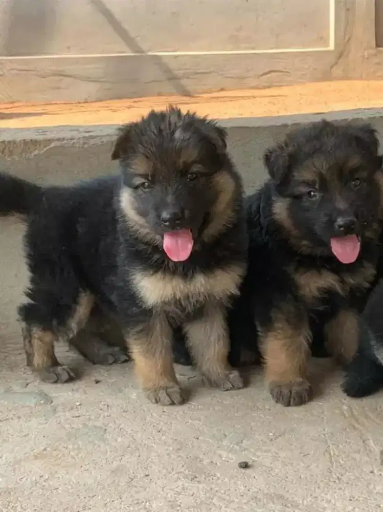 DIJUAL ANJING HERDER