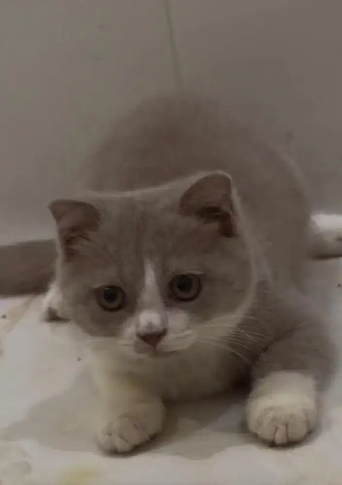 Kucing Bico Fawn Line Ped