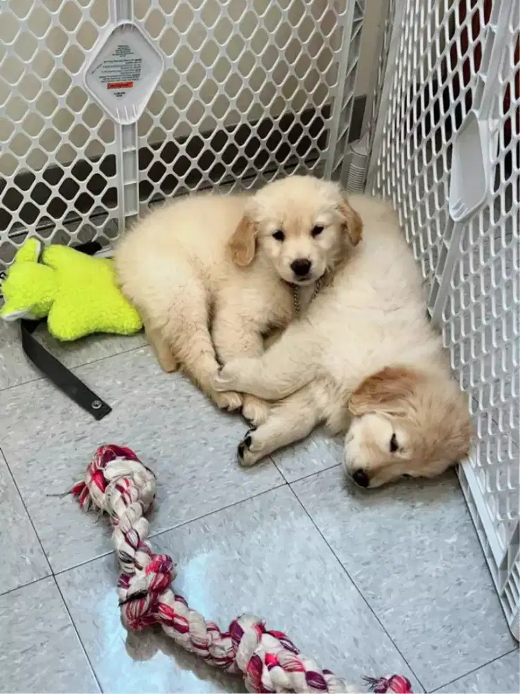 DIJUAL ANJING GOLDEN RETRIEVER