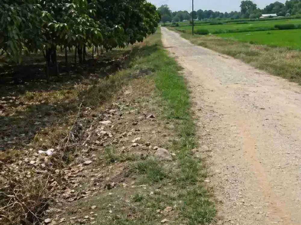 Kebun Mangga 3 Hektar 350 pohon Mangga Gantar Indramayu