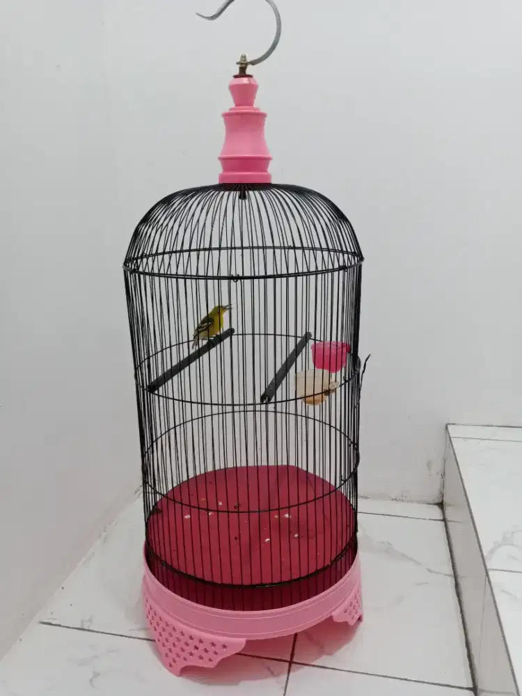 Burung sirtu/cipo Jantan video wa