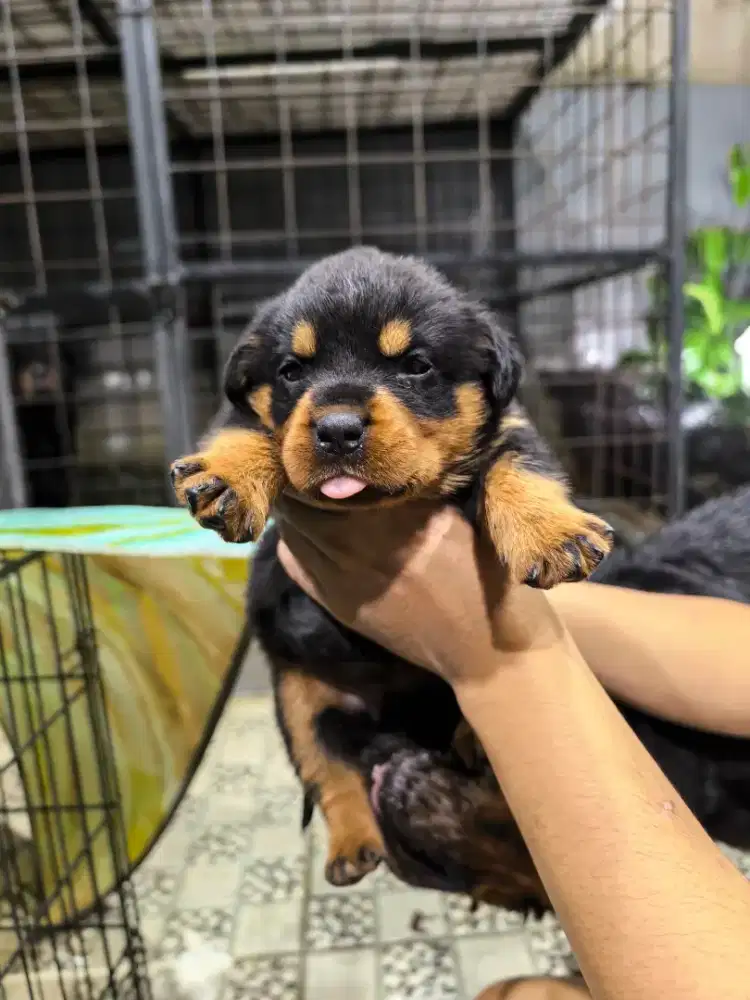Anjing rotwailer puppy