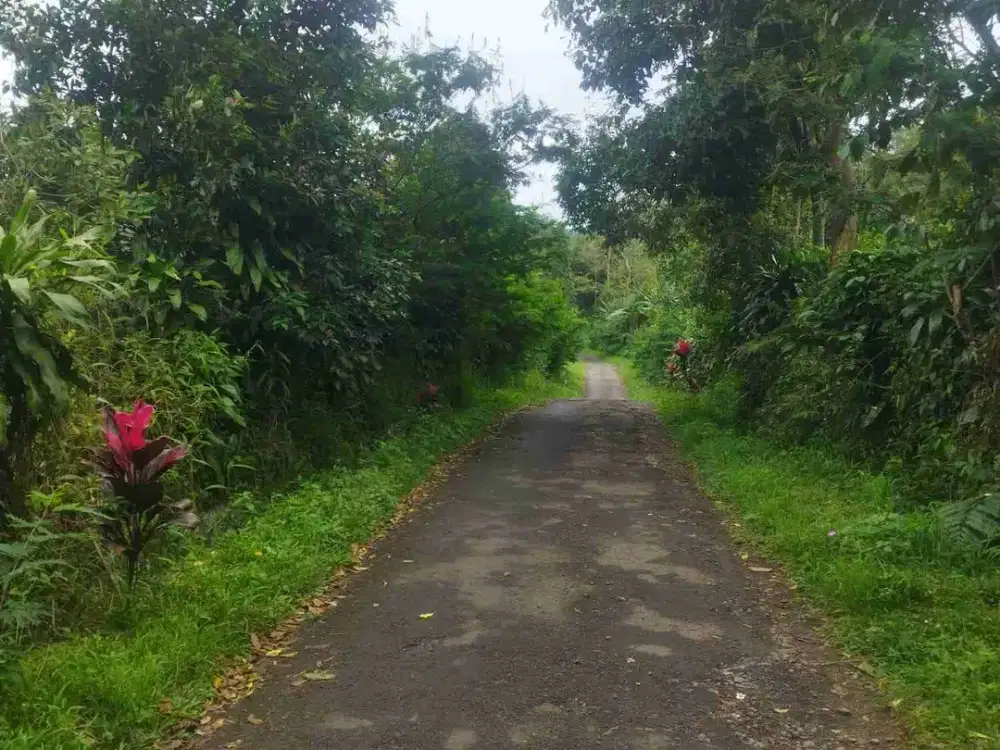 Kebun murah Cengkeh & teh 5400 m2 100rb/m2 Subang