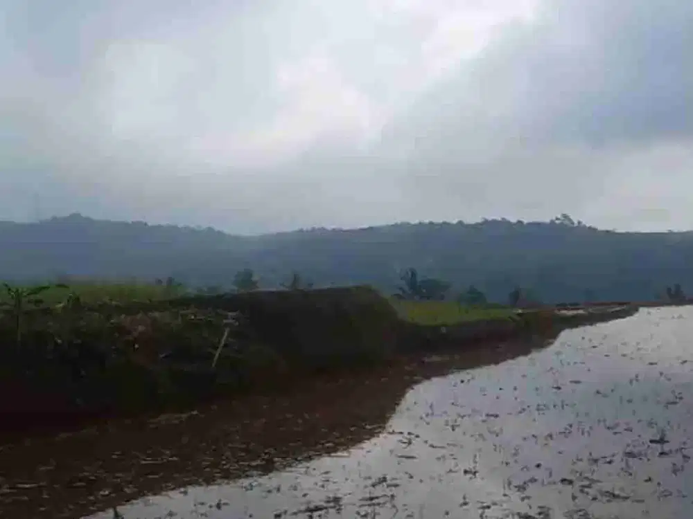 Sawah Subur View Gunung
