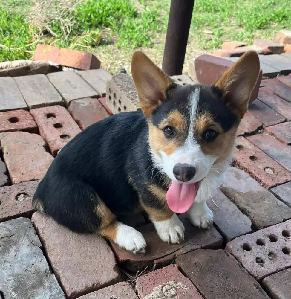 DIJUAL ANJING WELSH CORGI