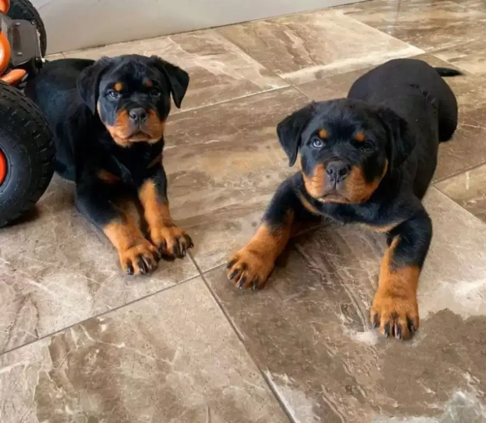 DIJUAL ANJING ROTTWEILER