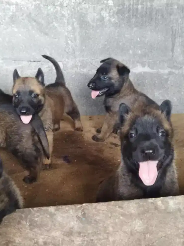 DIJUAL ANJING BELGIAN MALINOIS