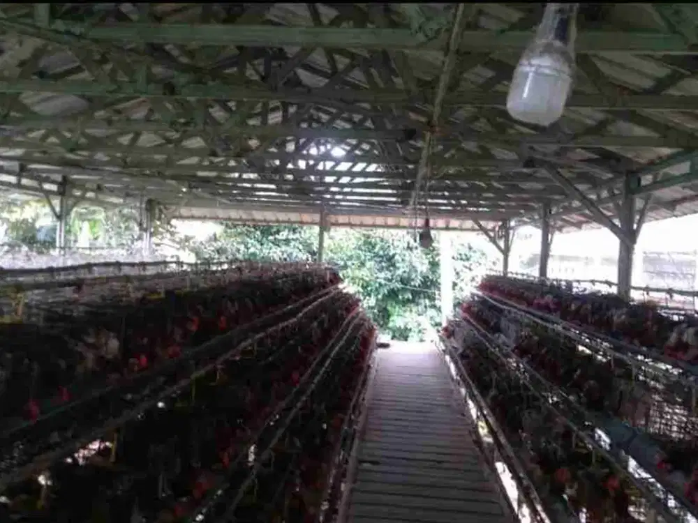 Kandang ayam petelur Subang