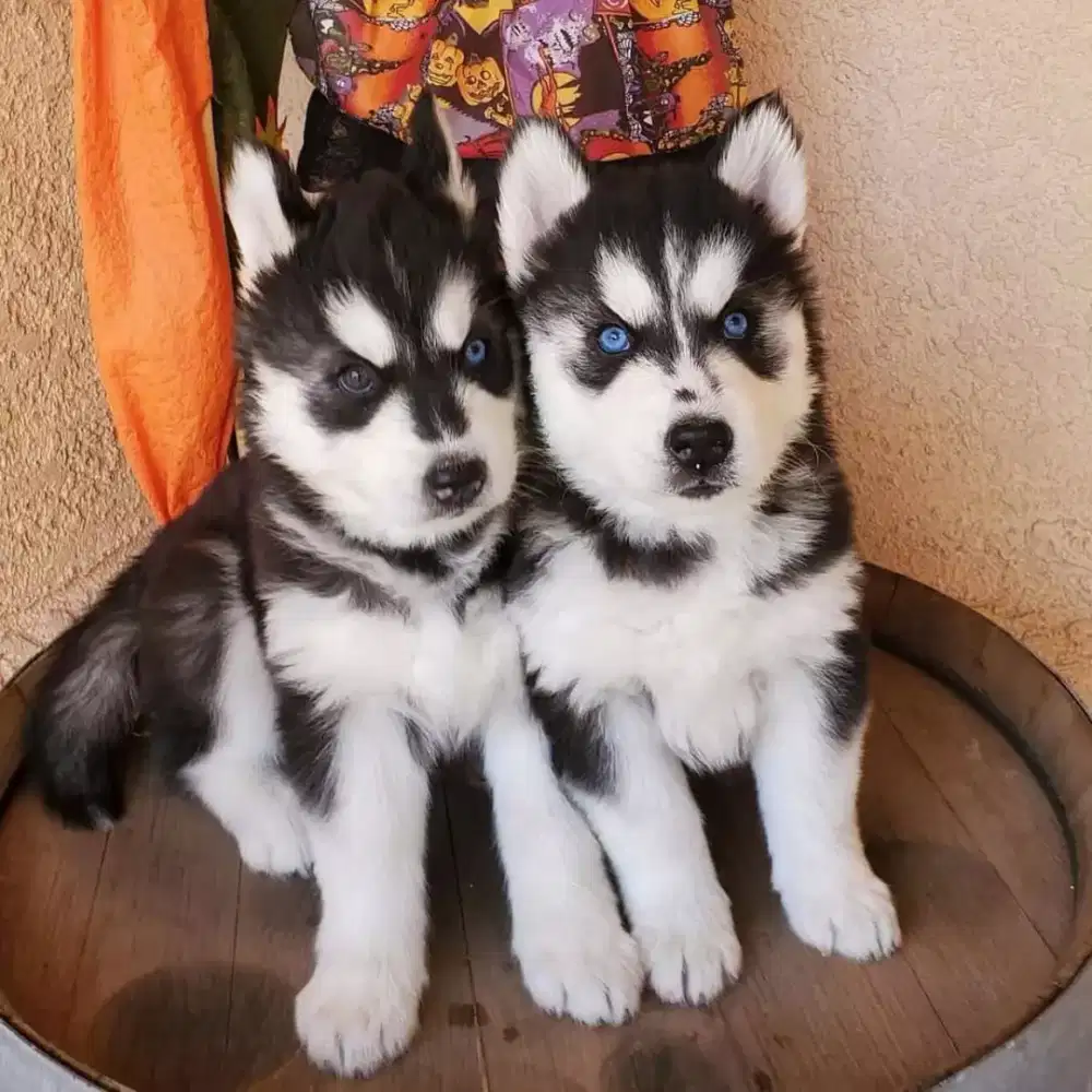 DIJUAL ANJING SIBERIAN HUSKY