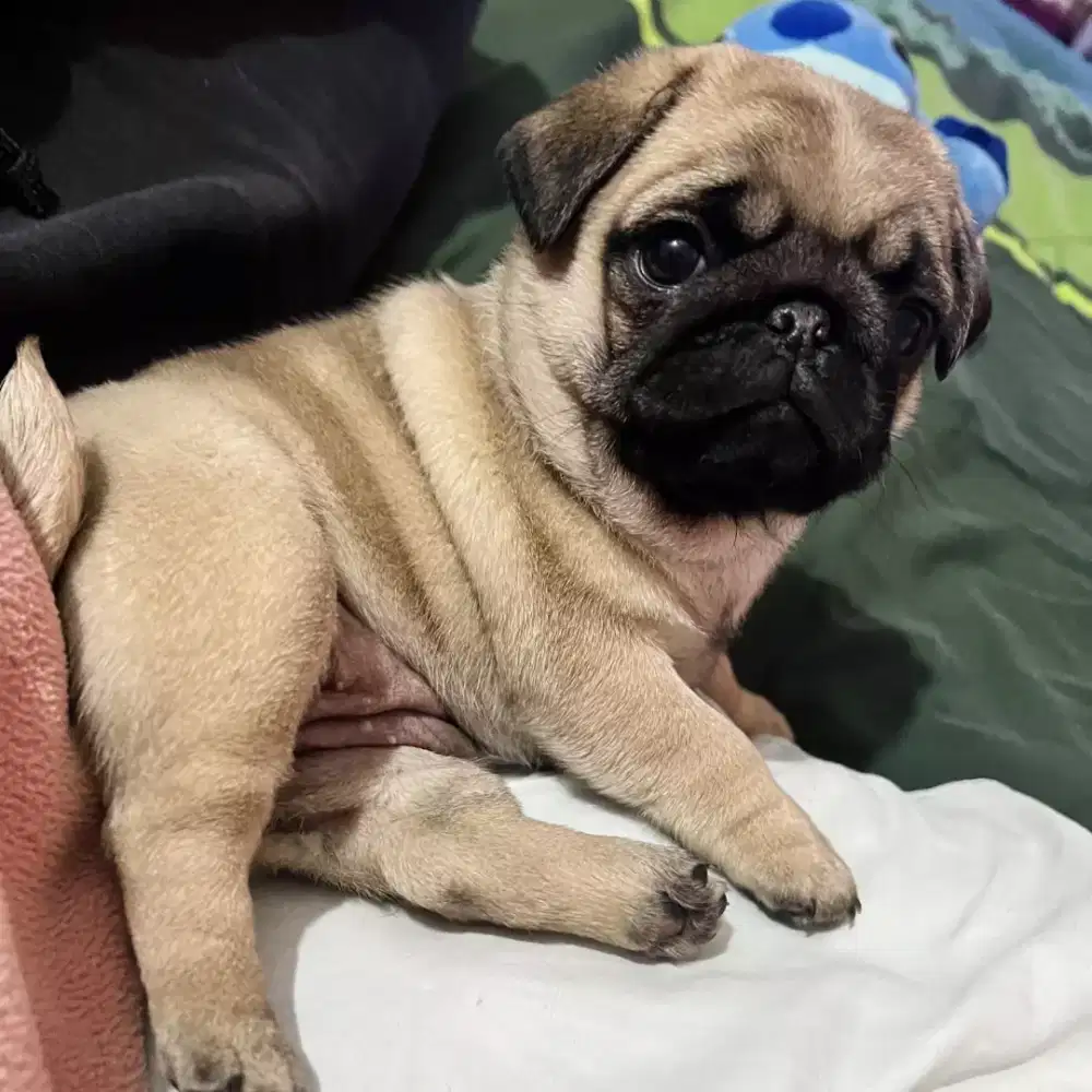 DIJUAL ANJING PUG
