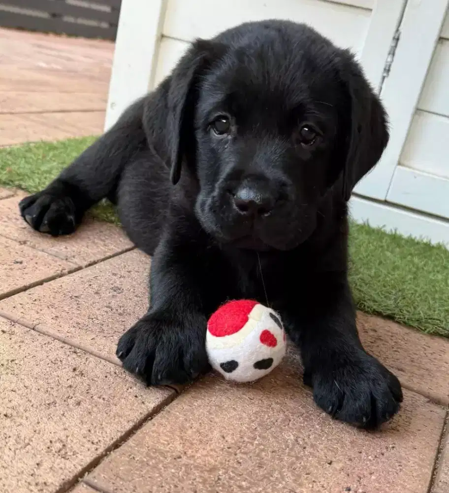 DIJUAL ANJING LABRADOR R