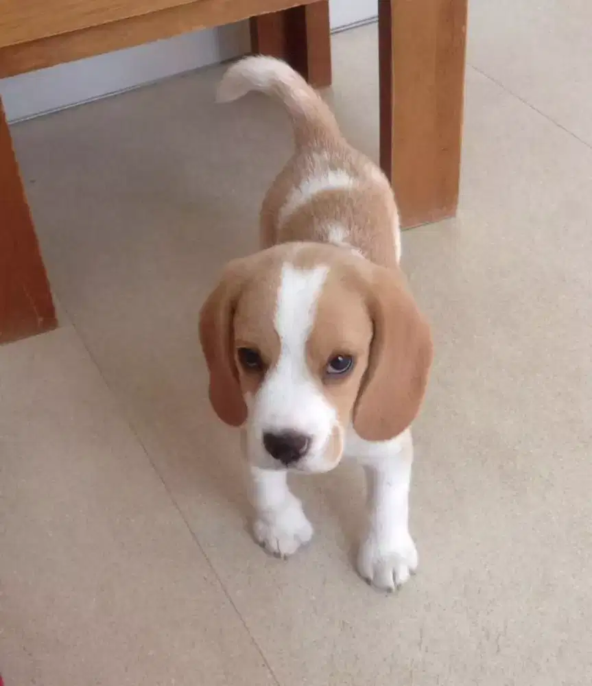 DIJUAL ANJING BEAGLE