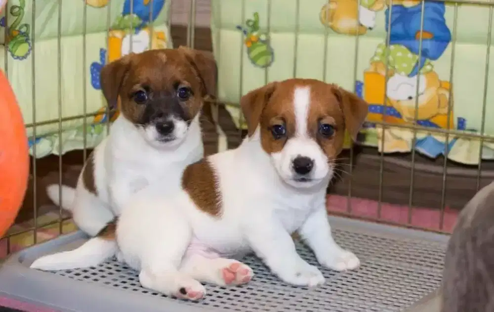 DIJUAL ANJING JACK RUSSEL T