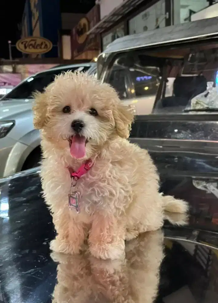 DIJUAL ANJING MALTESE MIX POODLE