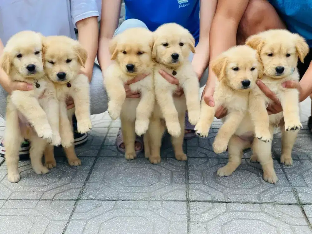 DIJUAL ANJING GOLDEN RETRIEVER