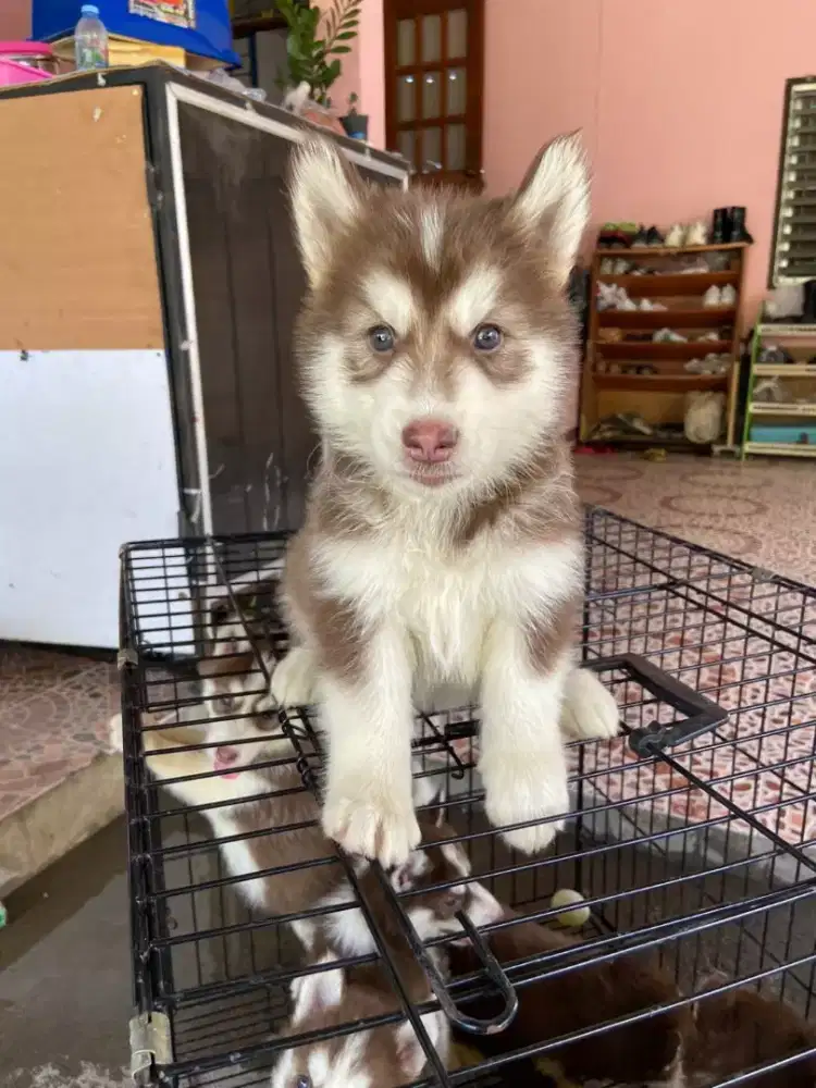 DIJUAL ANJING SIBERIAN HUSKY