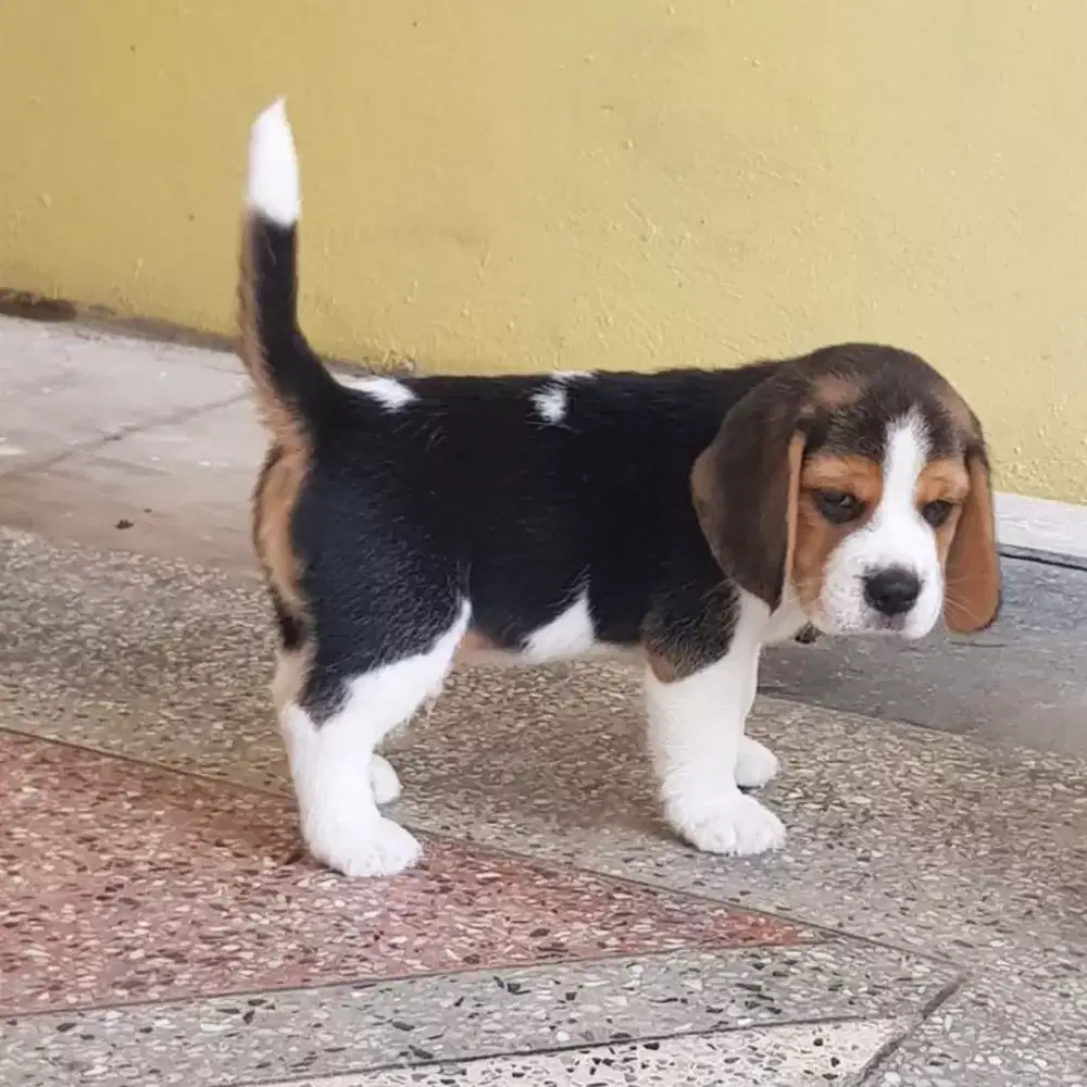 DIJUAL ANJING BEAGLE