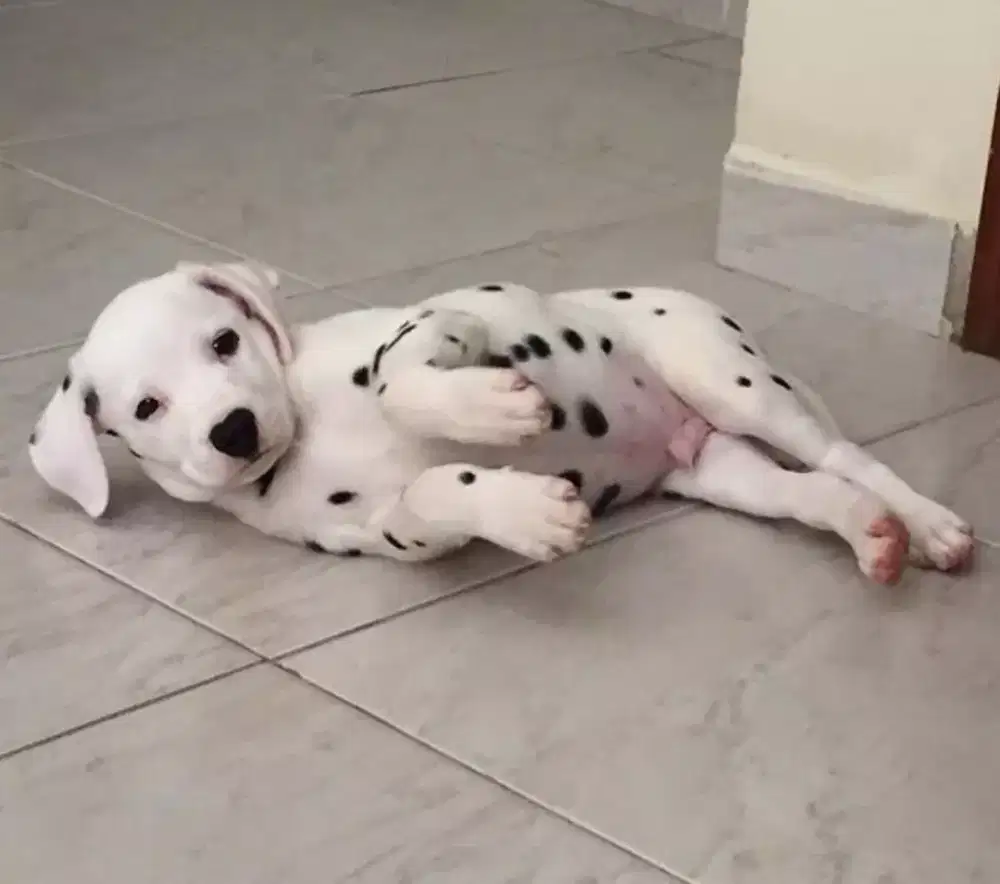 DIJUAL ANJING DALMATIAN