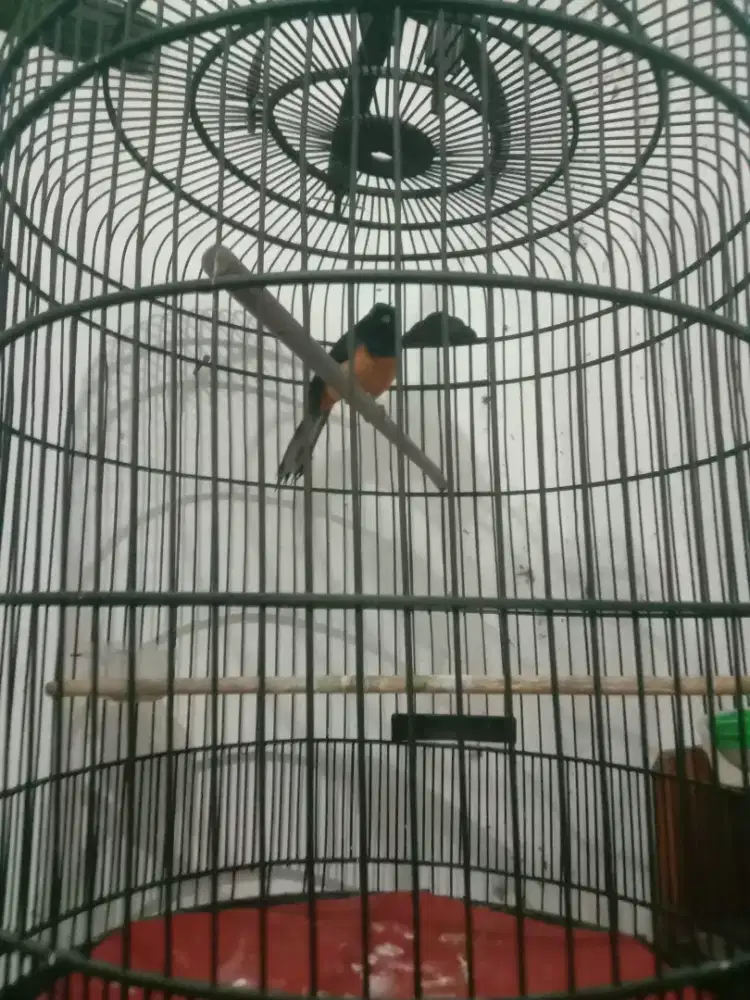 Murai batu seri F bunyi