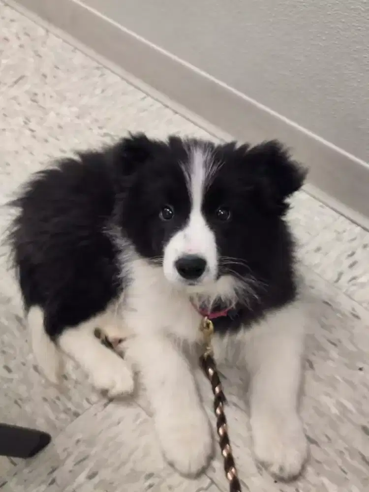 DIJUAL ANJING BORDER COLLIE