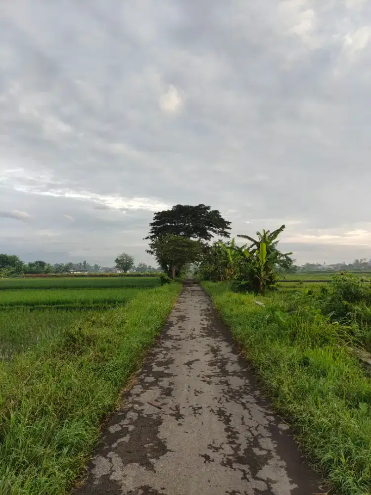 Sawah Dijual mangku jalan aspal dekat perumahan,