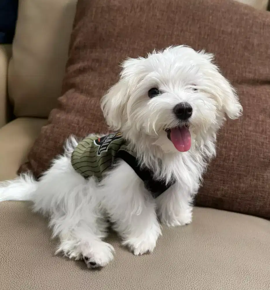 DIJUAL ANJING MALTESE MIX POM