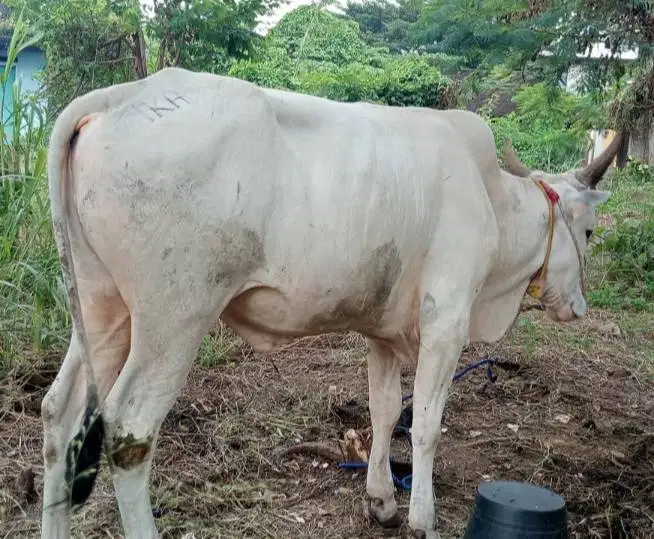 paketan 4 ekor sapi qurban jawaan PO kelas 300kilo free kambing 1 ekor