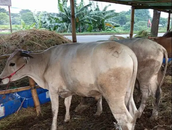 paketan 5 ekor sapi qurban jawaan PO kelas 250kilo murmer ekonomisan