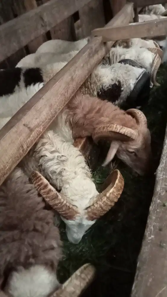 Domba qurban Bandung