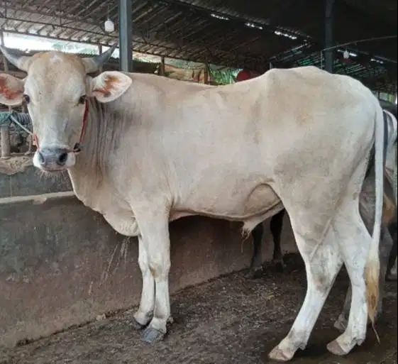 4 ekor sapi qurban jawaan PO 300kiloUP free 1 domba kurban buat DKM ok