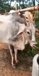 4 ekor sapi qurban jawaan PO 300kiloUP free 1 domba kurban buat DKM ok