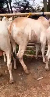 5 ekor sapi qurban jawaan PO 250kiloUP untuk panitia kurban DKM mesjid