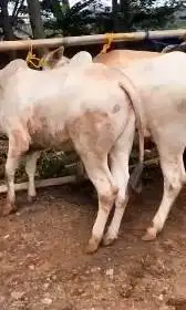 5 ekor sapi qurban jawaan PO 250kiloUP untuk DKM panitia kurban mesjid