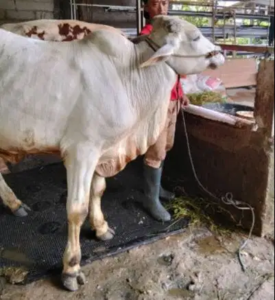 4 ekor sapi qurban jawaan PO 300kiloUP free 1 domba untuk DKM panitia