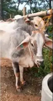 4 ekor sapi qurban jawaan PO 300kiloUP free 1 kambing buat DKM panitia