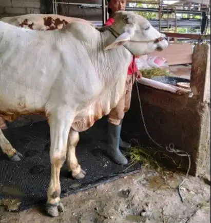 sapi qurban jawaan PO 300kiloUP layak hewan kurban ekonomisan rawatan